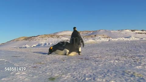 A Pair Of Penguins Dancing