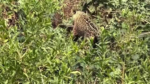 JAGUAR VS CAIMAN CROCODILE