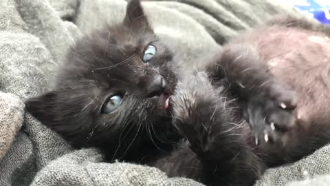 Black Cat Cleaning Paws