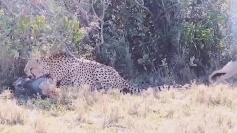 Teasing leopard