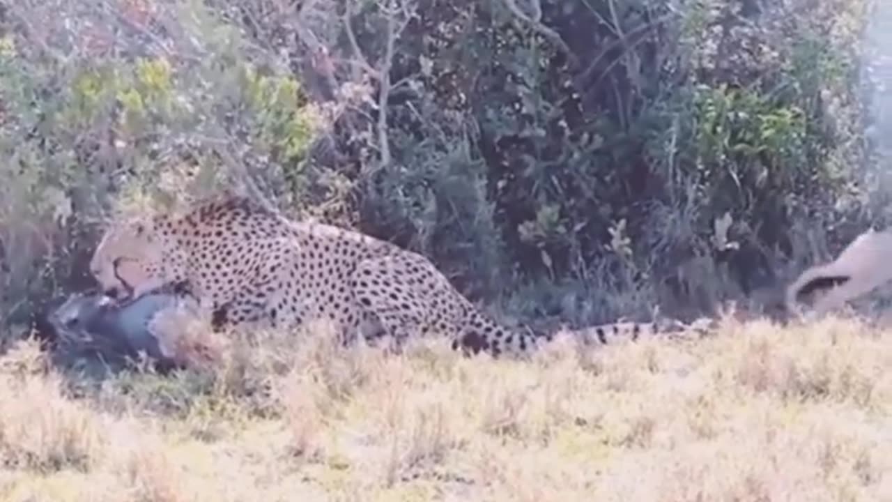 Teasing leopard