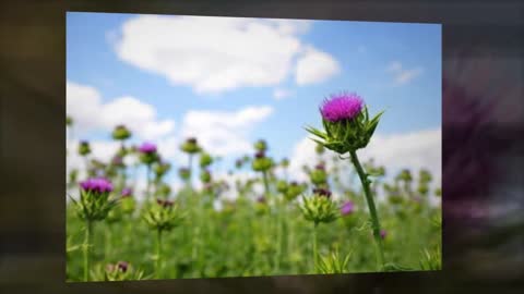 Milk Thistle