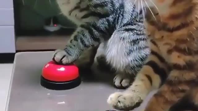 Funny cat Ringing