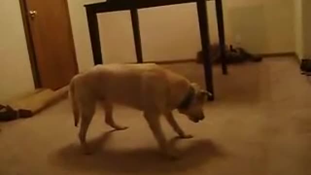 Dog sleepwalking