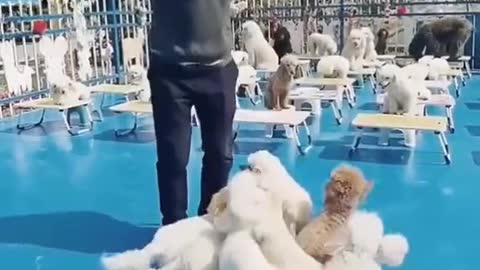 Let's Skip Together