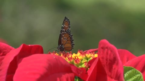 Butterflies and Beautiful Flowers