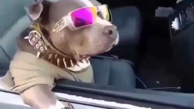 Funny pitbull vedio