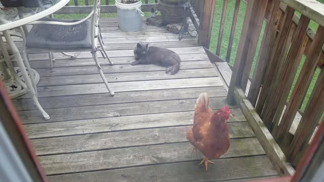 Cat shares food with chicken