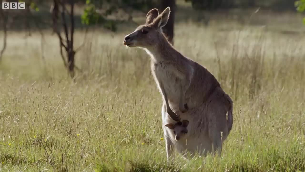 Filming The Kangaroo Boxing Fight | Wild Stories | BBC Earth