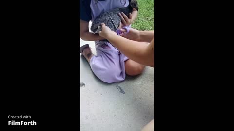 Clipping A Guinea's Wing