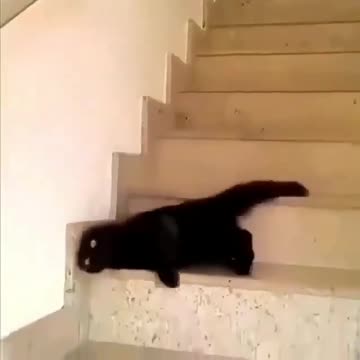 Laziest cat captured on video