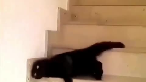 Laziest cat captured on video