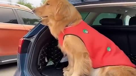 Funny baby dogs compilation #2