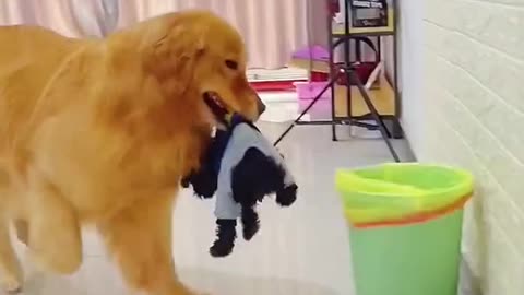 Funny Golden Retriever (cute dog)
