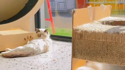 he kitten doesn't show weakness at all