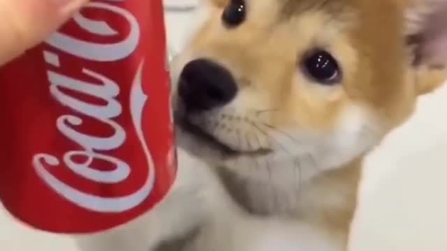 funny baby dogs
