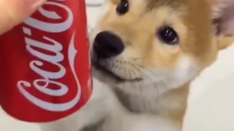 funny baby dogs