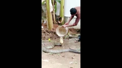 video shows a man giving a bath to a venomous king cobra