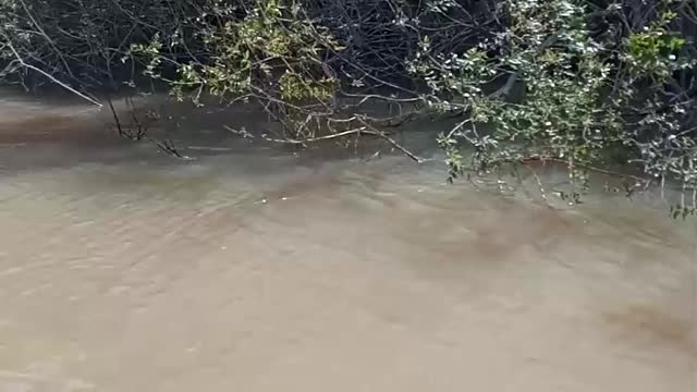 Fishermen Give a Lift to a River Monkey