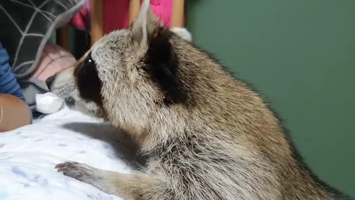 Raccoon eats cookies