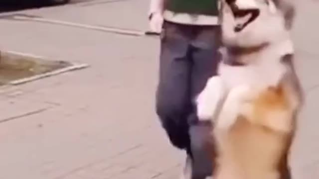 Dog dancing