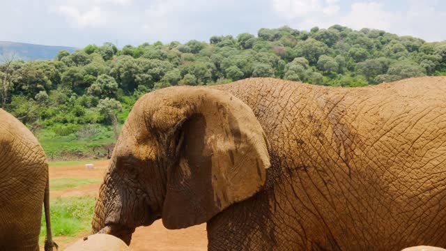 Big Elephant covered in mud