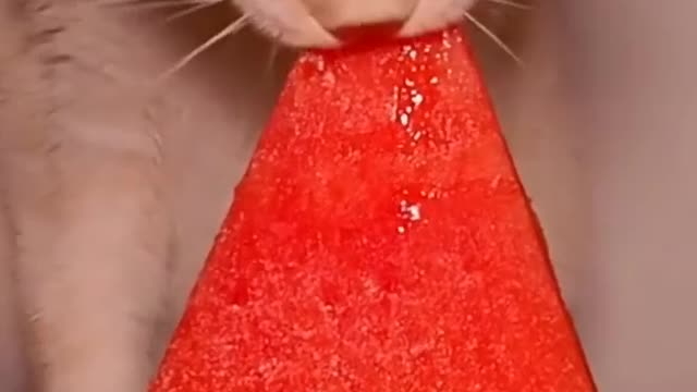 watermelon cat