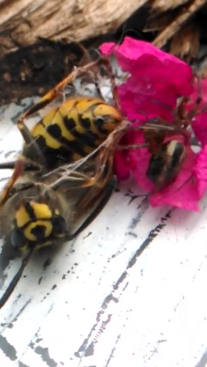 Unfortunately for the wasp, everything is predetermined.