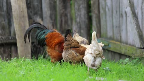 Wonderful rooster guarding chickens