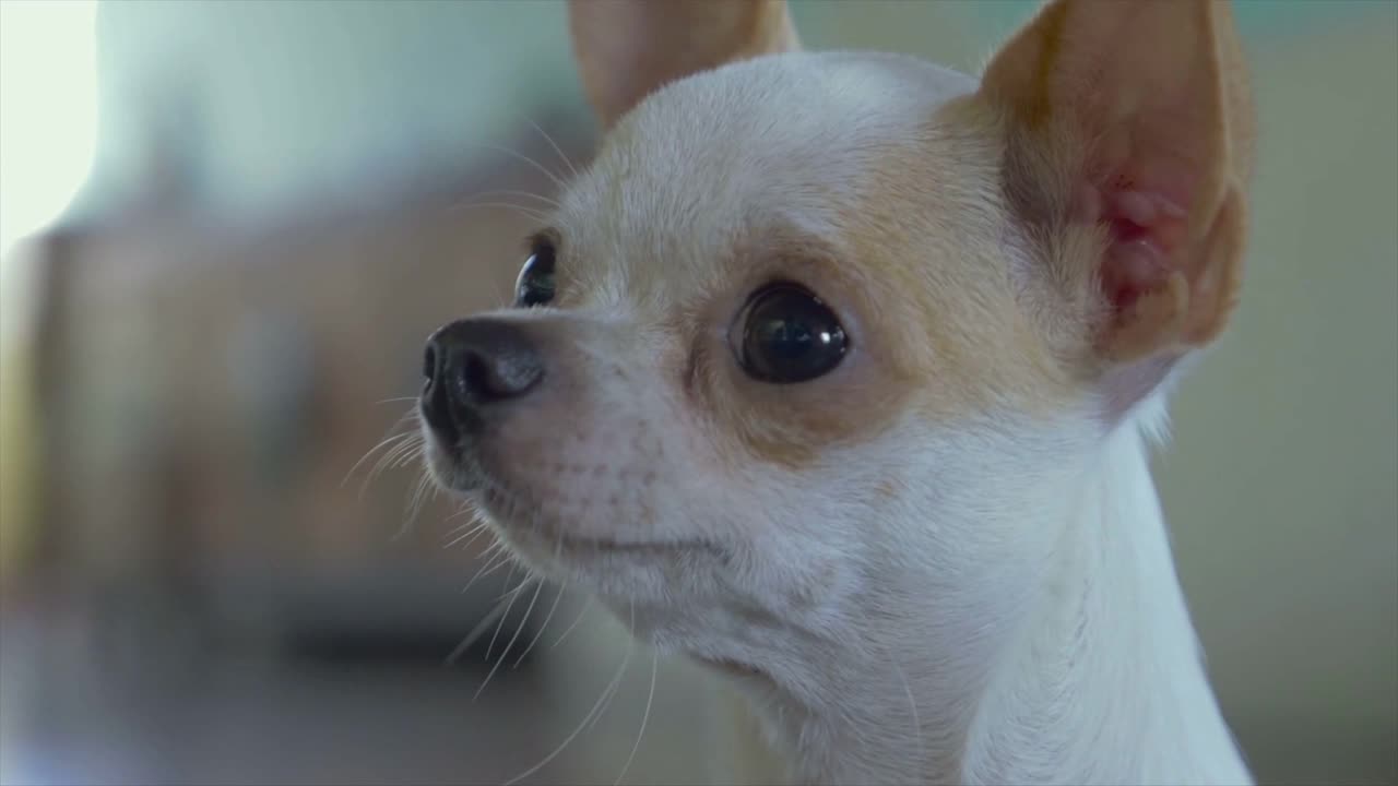 The Cutest Puppy Of All Time - My Little Angle!