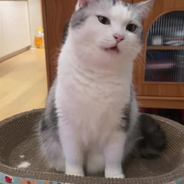 I go cuckoo for some delicious cake 😂