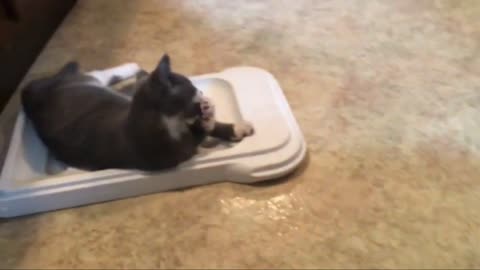 Funniest Cats 😹 - Don't try to hold back Laughter 😂 - Funny Cats Life- Cats blunder
