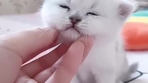 Cute Kitten Baby Cat Funny Cat Videos.😺