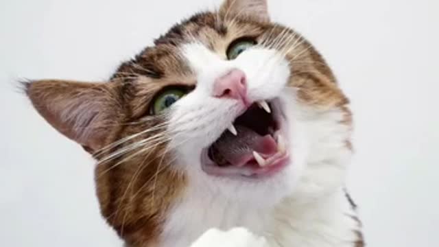 Amazing Cat Facial expression - Love Funny animals