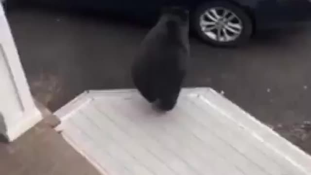 🐻 Boss let's go, I'm ready 🦁Animals🦁