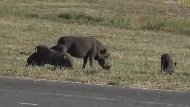 Warthogs with her piglets