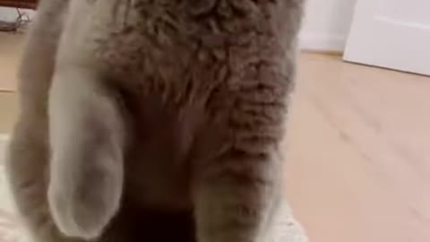 Angry cat meows just like a rooster