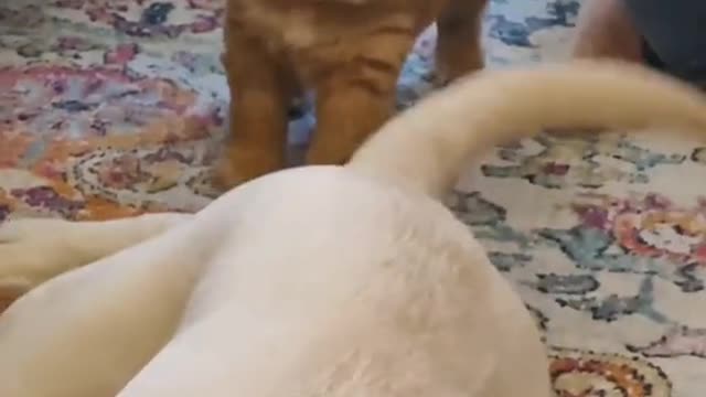 No puppies were hurt making this videos