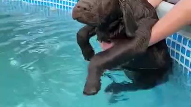 Dog Pretends to Swim