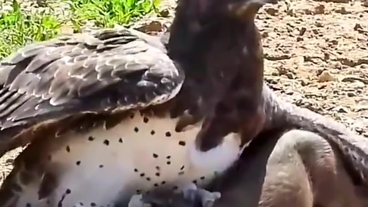 wild life