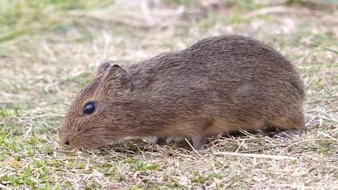 Brazilian fauna animal