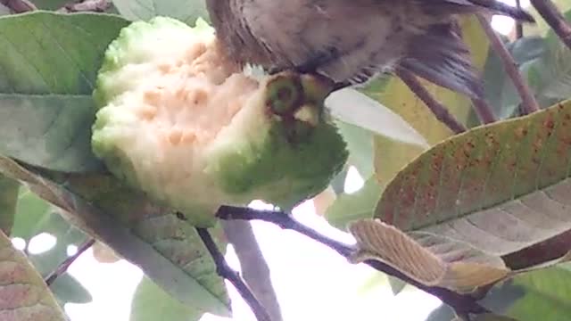 Birds are fight to each other for Eating a Guava