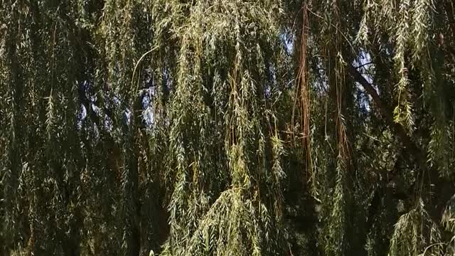 Willows are planted on both sides of the streets.