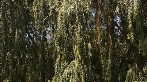 Willows are planted on both sides of the streets.