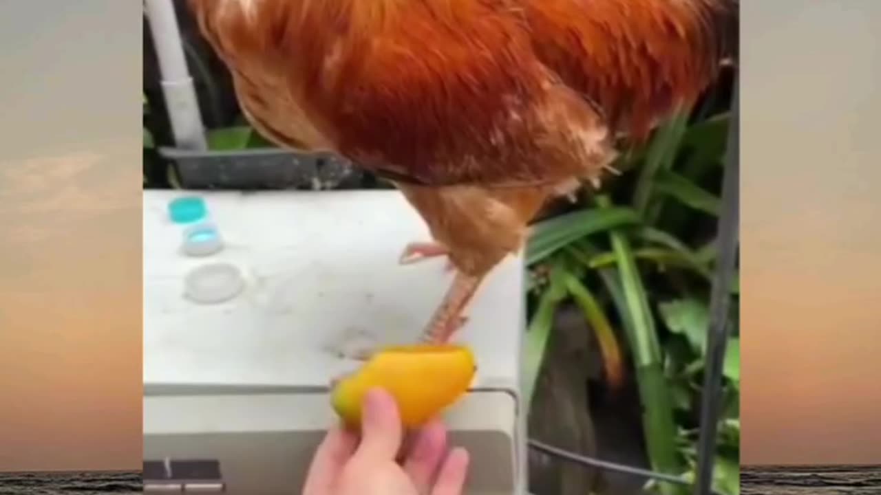 Sepatu untuk Ayam🐔