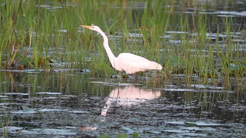 An ereget on a swamp land