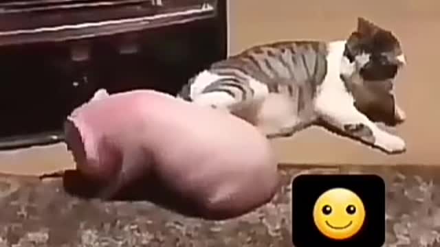 Funny cat #shorts