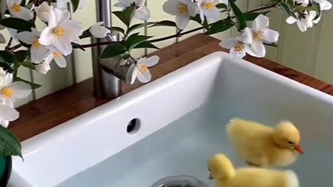 What cute little ducks #shorts #shortvideo #video #virals #videoviral