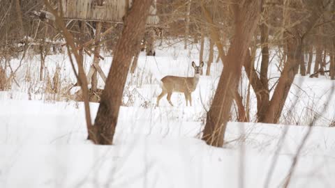 European roe deer (Capreolus capreolus) in the winter forest