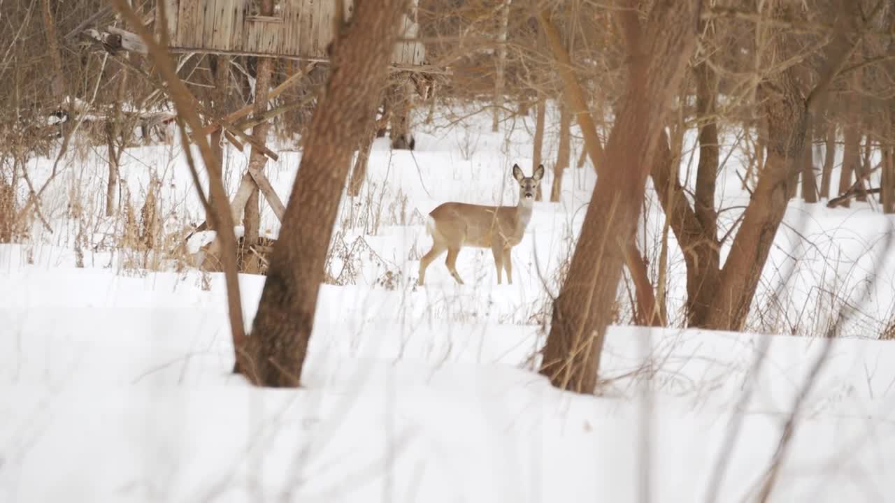 European roe deer (Capreolus capreolus) in the winter forest